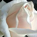 Dreamy White Rose