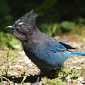 Steller Jay - 1